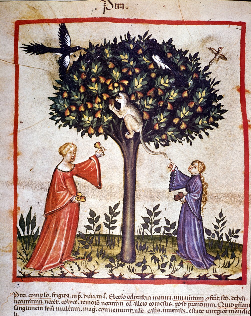 Birnen pflücken. Illustration aus dem Buch der Medizin und Diätetik „Tacuinum sanitatis“ von Unknown artist