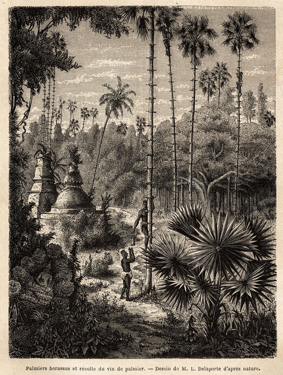 Pflanzung von Borassus-Palmen in Laos und Sammlung von Palmwein, der ...