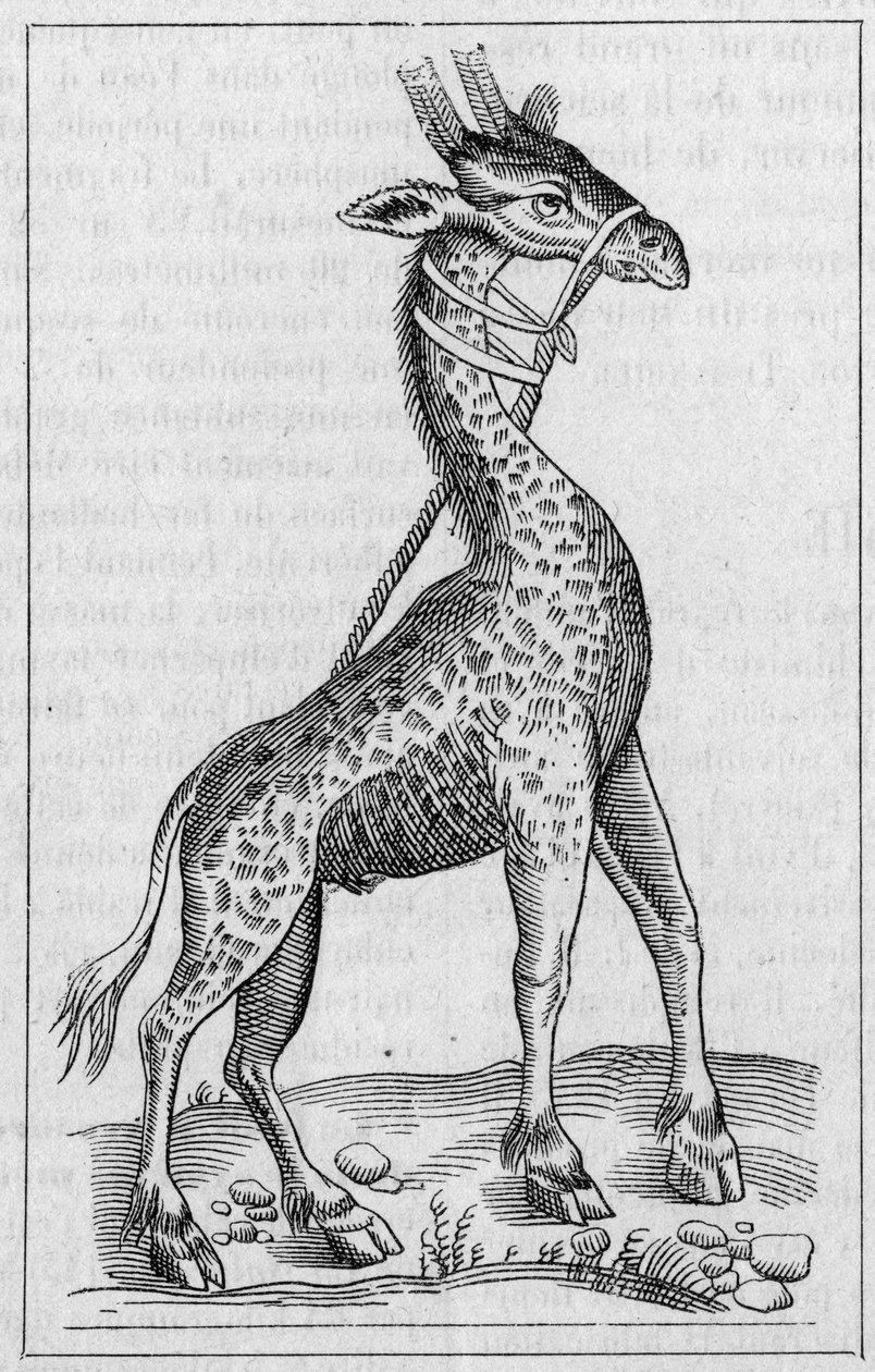 Porträt einer Giraffe. (Nach Pierre Belon) von Unknown artist