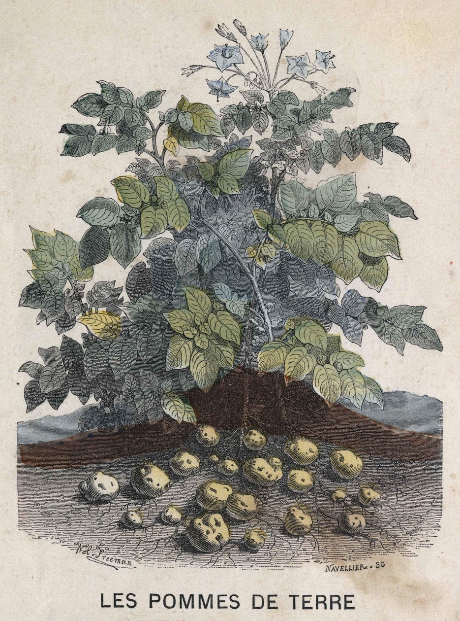 Kartoffeln. Illustration des 19. Jahrhunderts. Bianchetti-Sammlung von Unknown artist