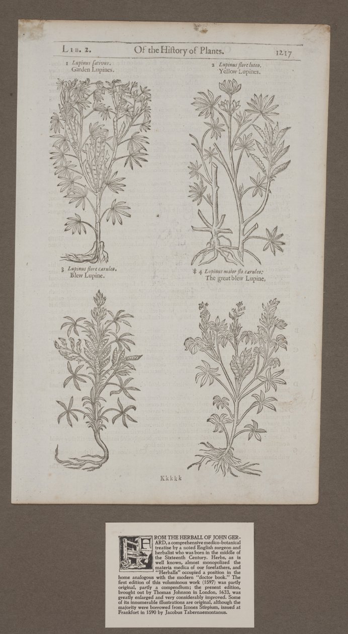 Gedruckte Seite 1217 aus 