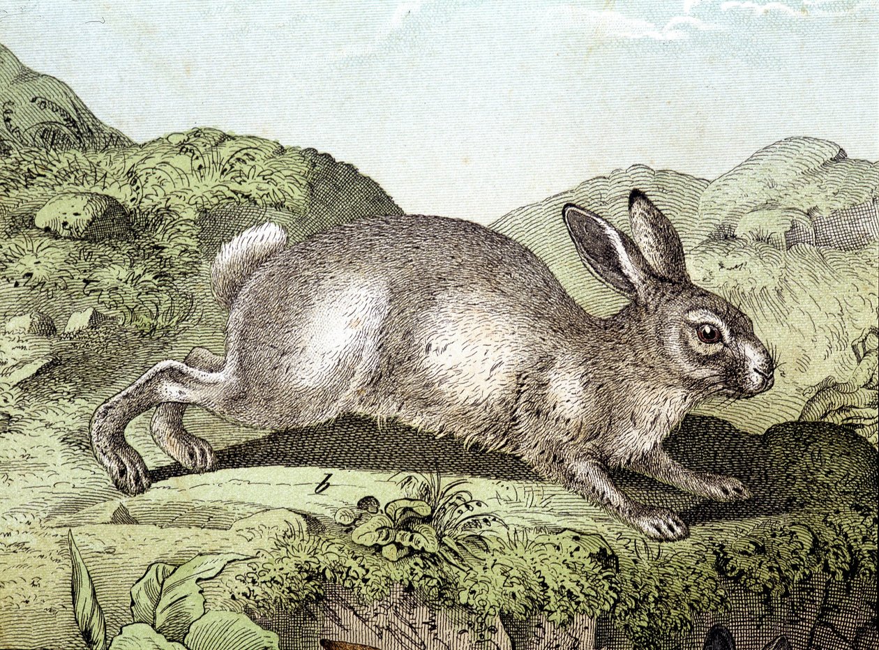 Kaninchen - in „Naturgeschichte der Säugetiere“, ed. Schreiber von Unknown artist