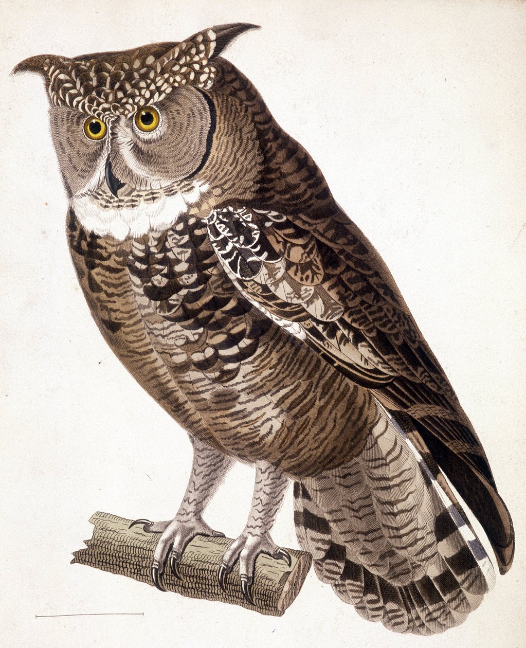 Raubvogel: Afrikanische Eule. Gravur aus dem 19. Jahrhundert von Unknown artist
