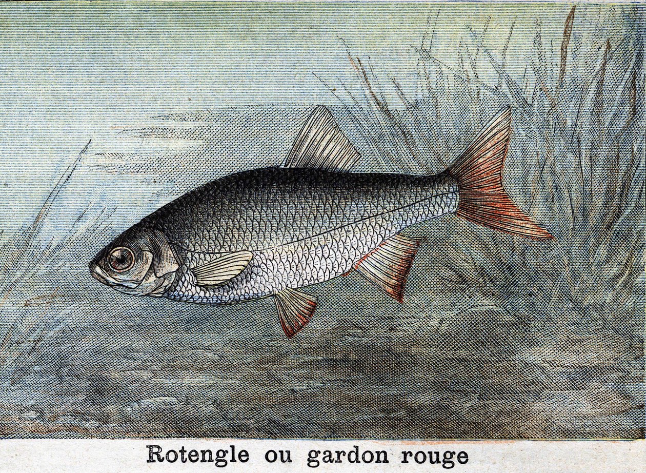 Rotengle oder Rotfeder Gravur von 1898 von Unknown artist