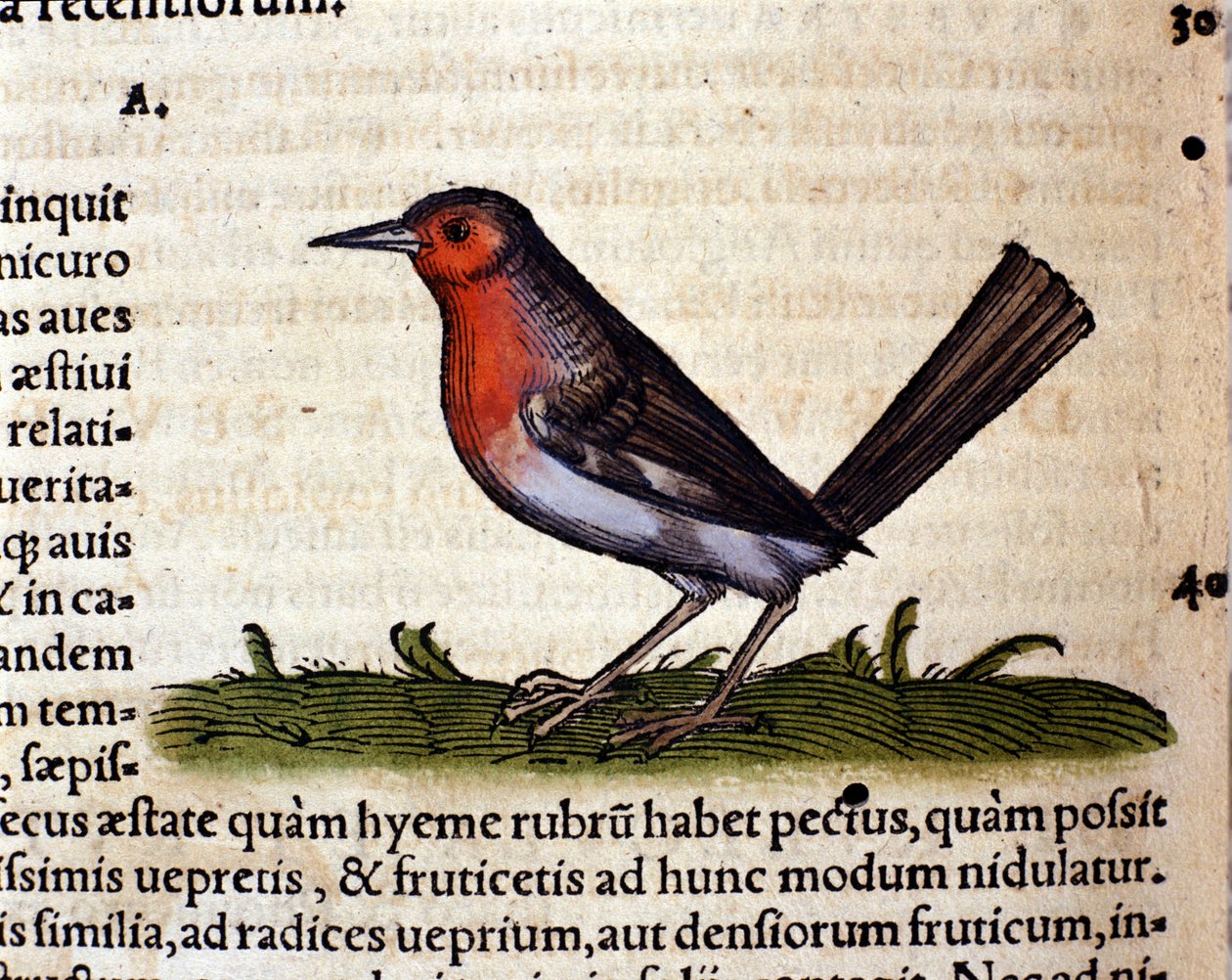 Rot nach der Historia Animalium von Conrad Gesner, Tiguri 1560. Biblioteca nazionale Braidense. Mailand von Unknown artist