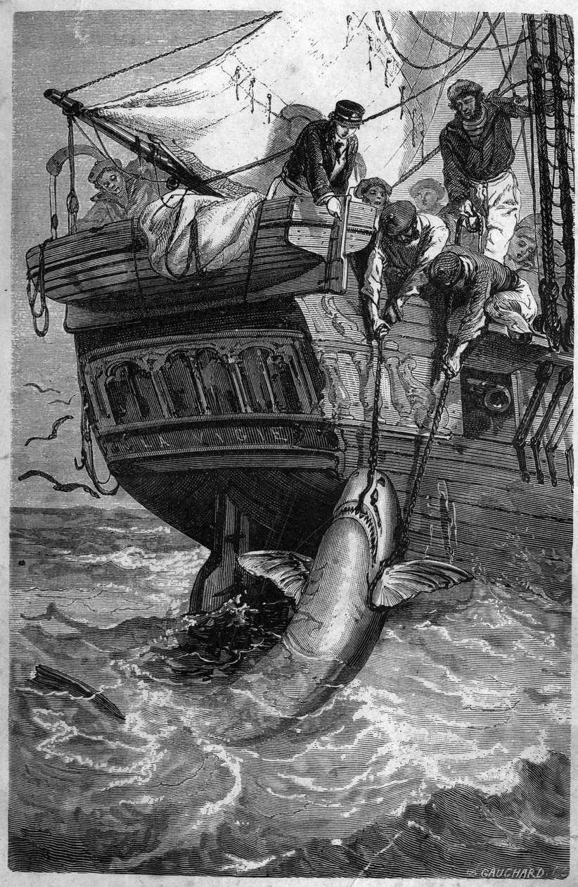 Haifischfang von Unknown artist
