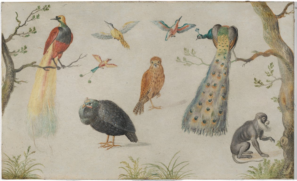 Studie von Vögeln und Affe von Unknown Artist