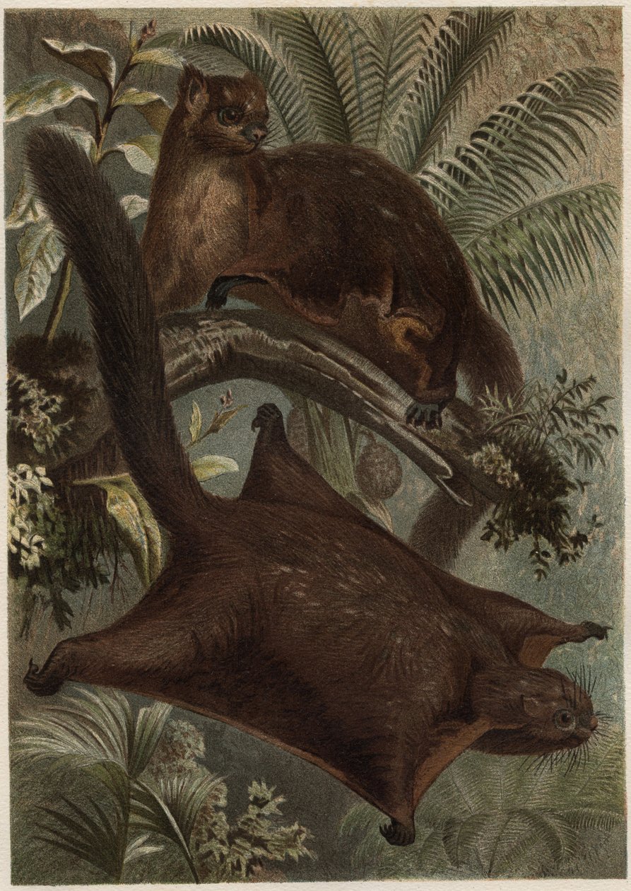 Taguan (Flughörnchen) - Gravur aus „Brehms Tierleben“ von Alfred Edmund Brehm von Unknown artist