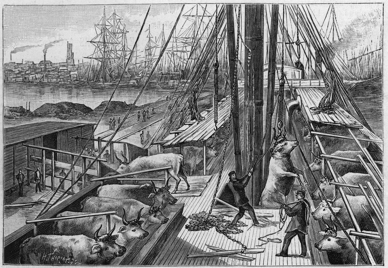 Der englische Dampfer „Bellenden“, der 90 Ochsen aus Argentinien transportierte, kam am 18. Januar im Hafen von Dünkirchen an von Unknown artist