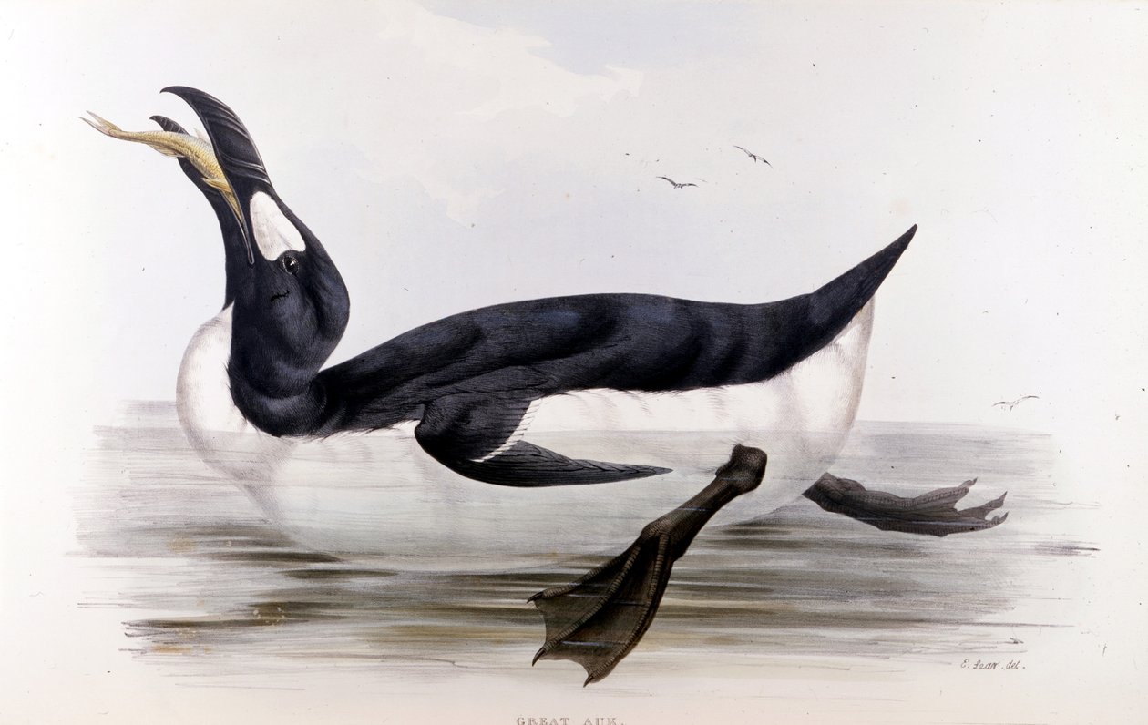 Der Riesenpinguin (Alca Impennis) - in „The birds of Europe“ von John Gould, London von Unknown artist