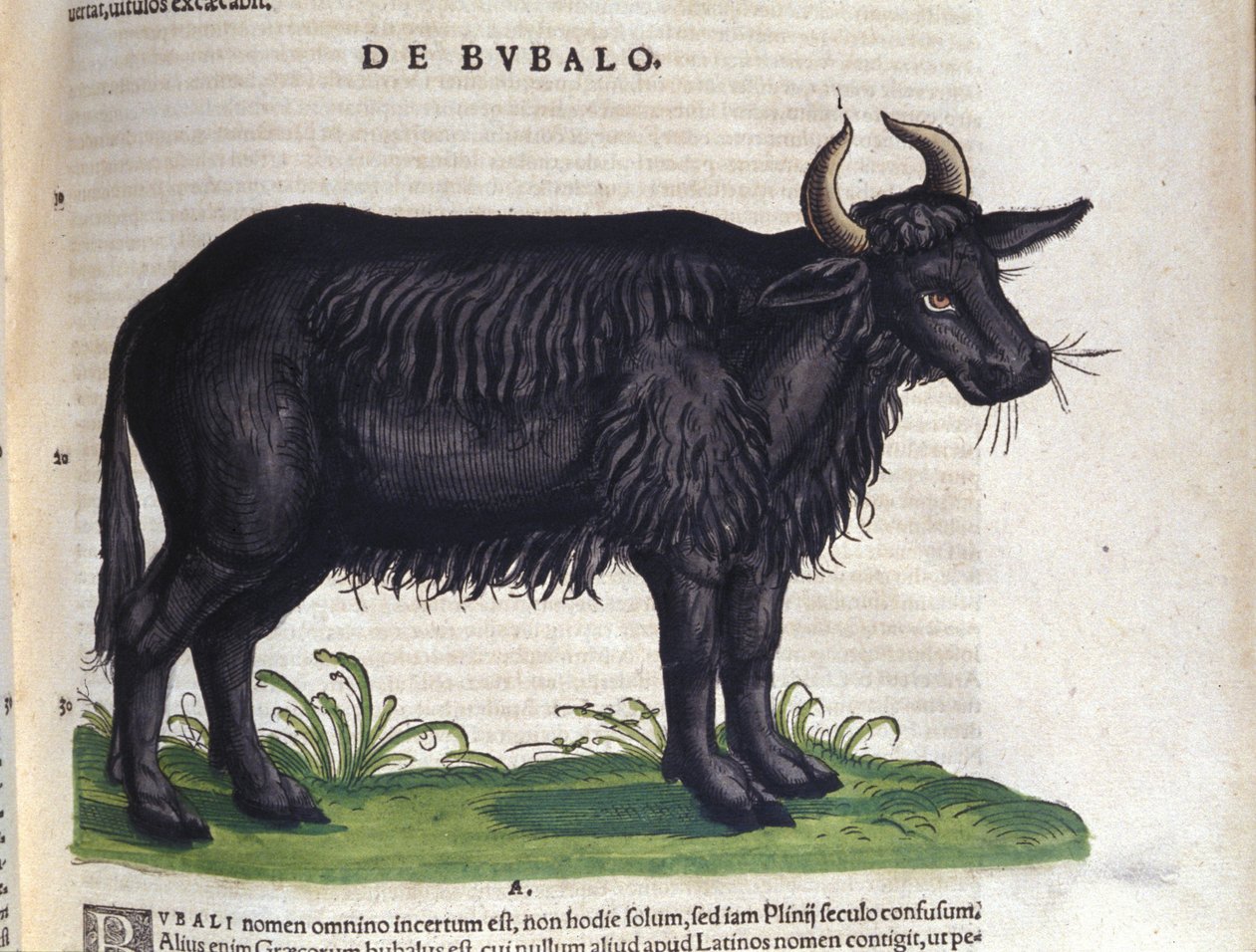 Der Büffel nach Historiae animalium von Konrad Gesner von Unknown artist
