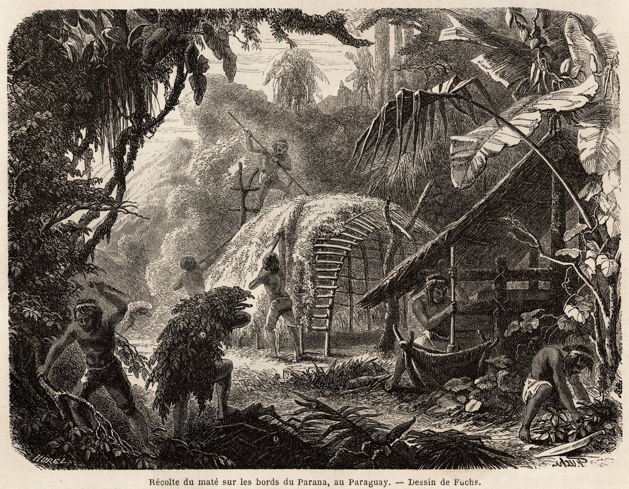 Die Sammlung von Matte an den Ufern des Parana, die Infusion dieses aromatischen Blattes ist das übliche Getränk in Südamerika, Zeichnung von Fuchs zur Illustration der Reise nach Paraguay von 1844 bis 1847 von Dr. Alfred Demersay. Gravur in 