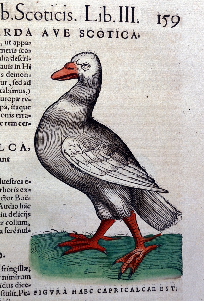 Die Gans nach Historiae animalium von Konrad Gesner, Tiguri von Unknown artist