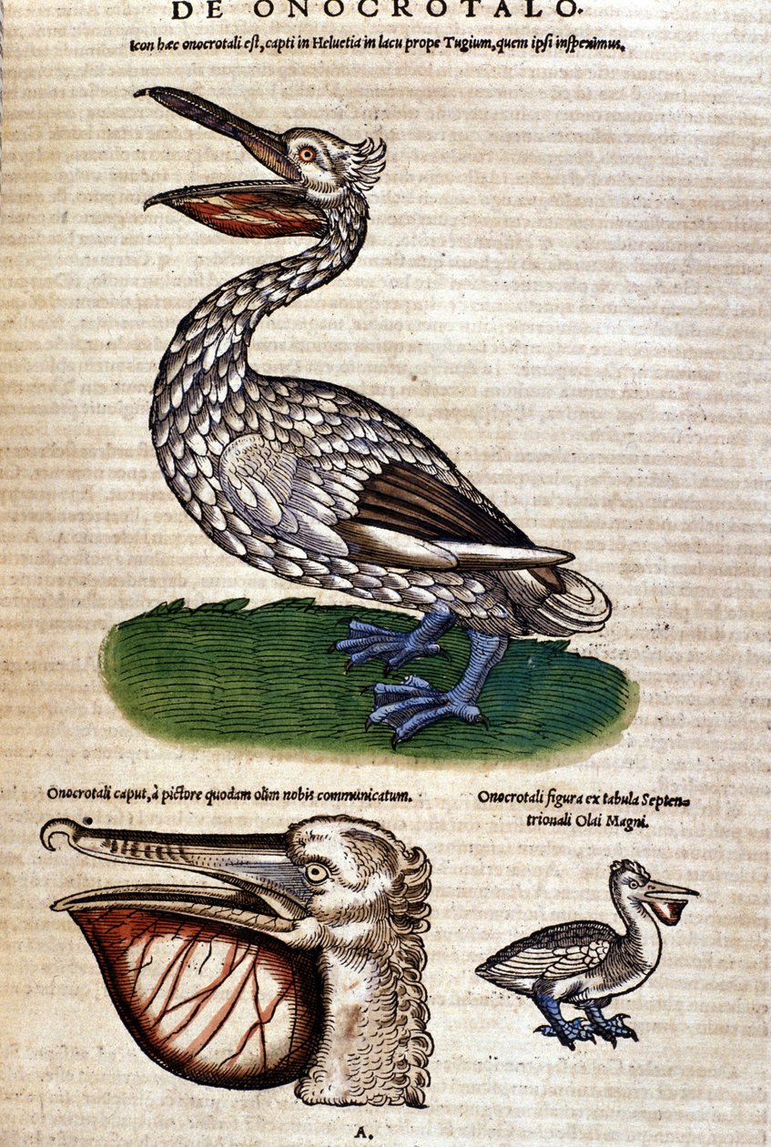 Der Pelikan aus „Historiae animalium“ von Konrad Gesner, Tiguri von Unknown artist