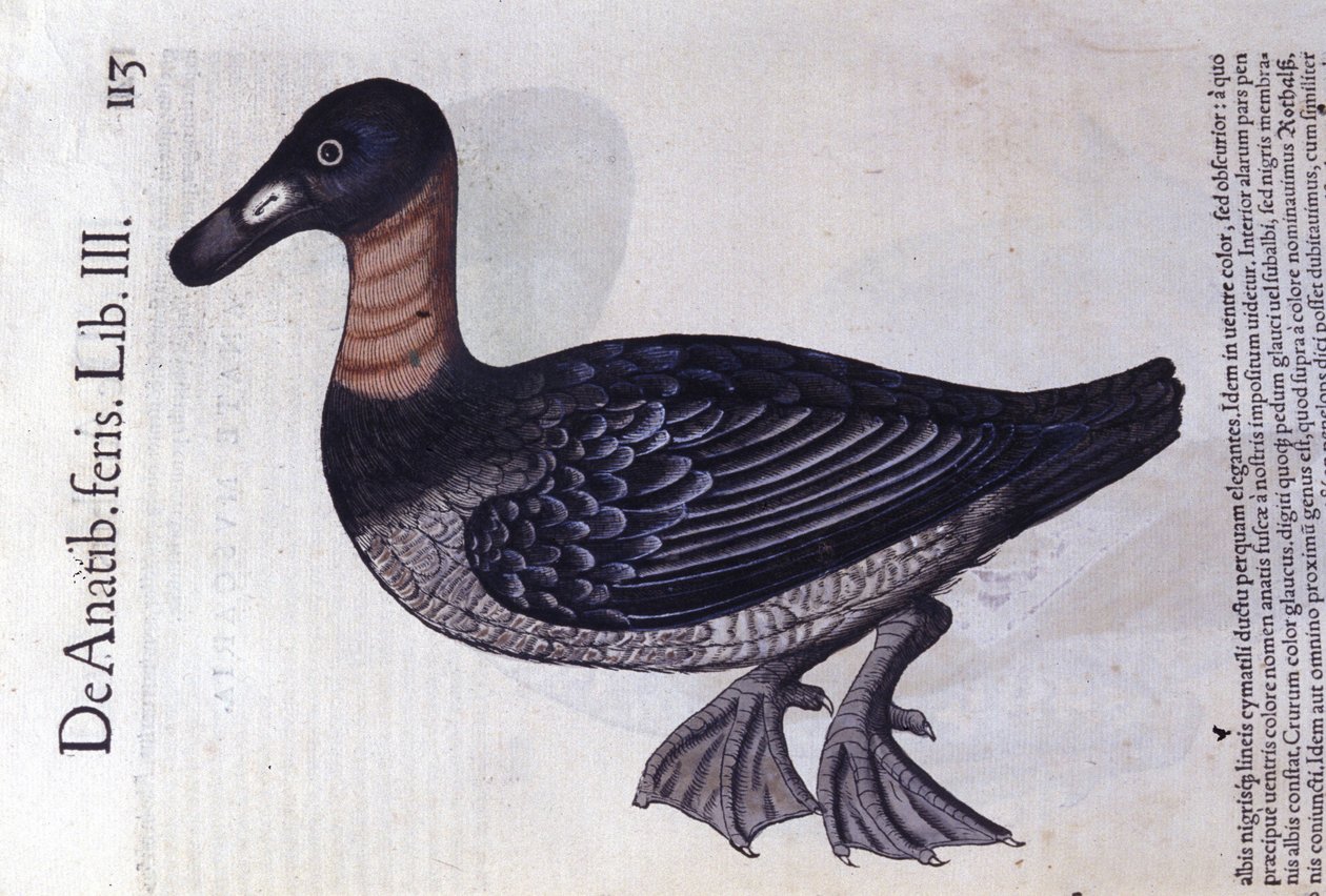 Die Rotnackenente nach Historiae animalium von Konrad Gesner, Tiguri von Unknown artist