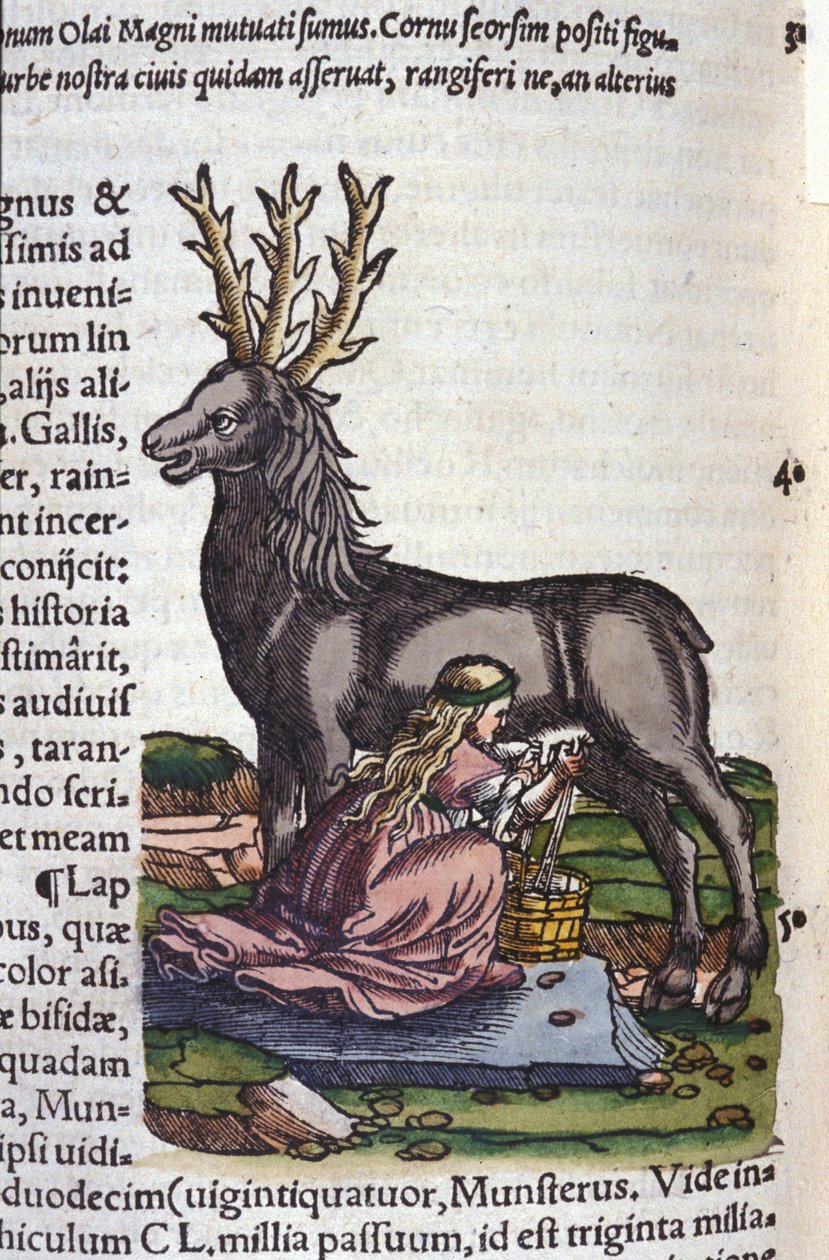 Der Rentierhandel nach Historiae animalium von Konrad Gesner, Tiguri von Unknown artist