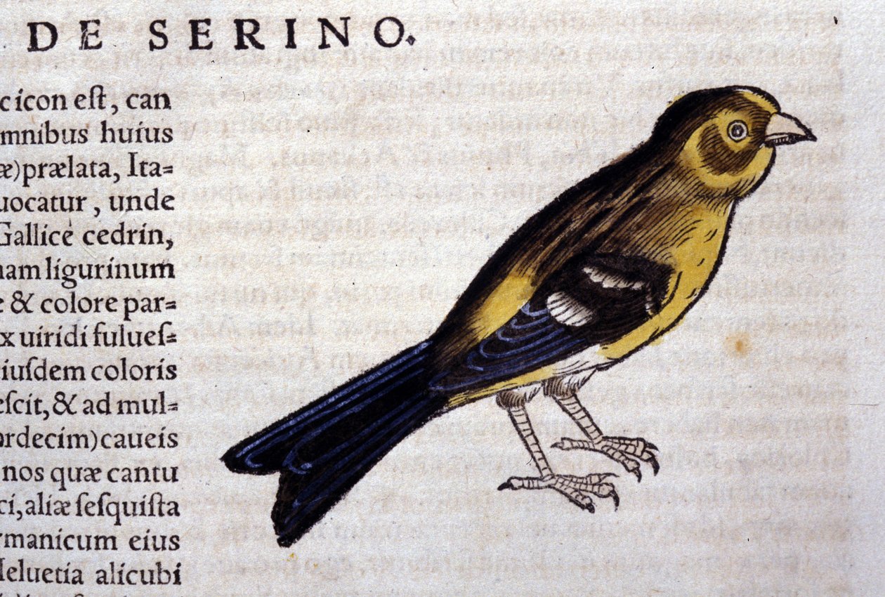 Der Serin nach Historiae animalium von Konrad Gesner, Tiguri von Unknown artist