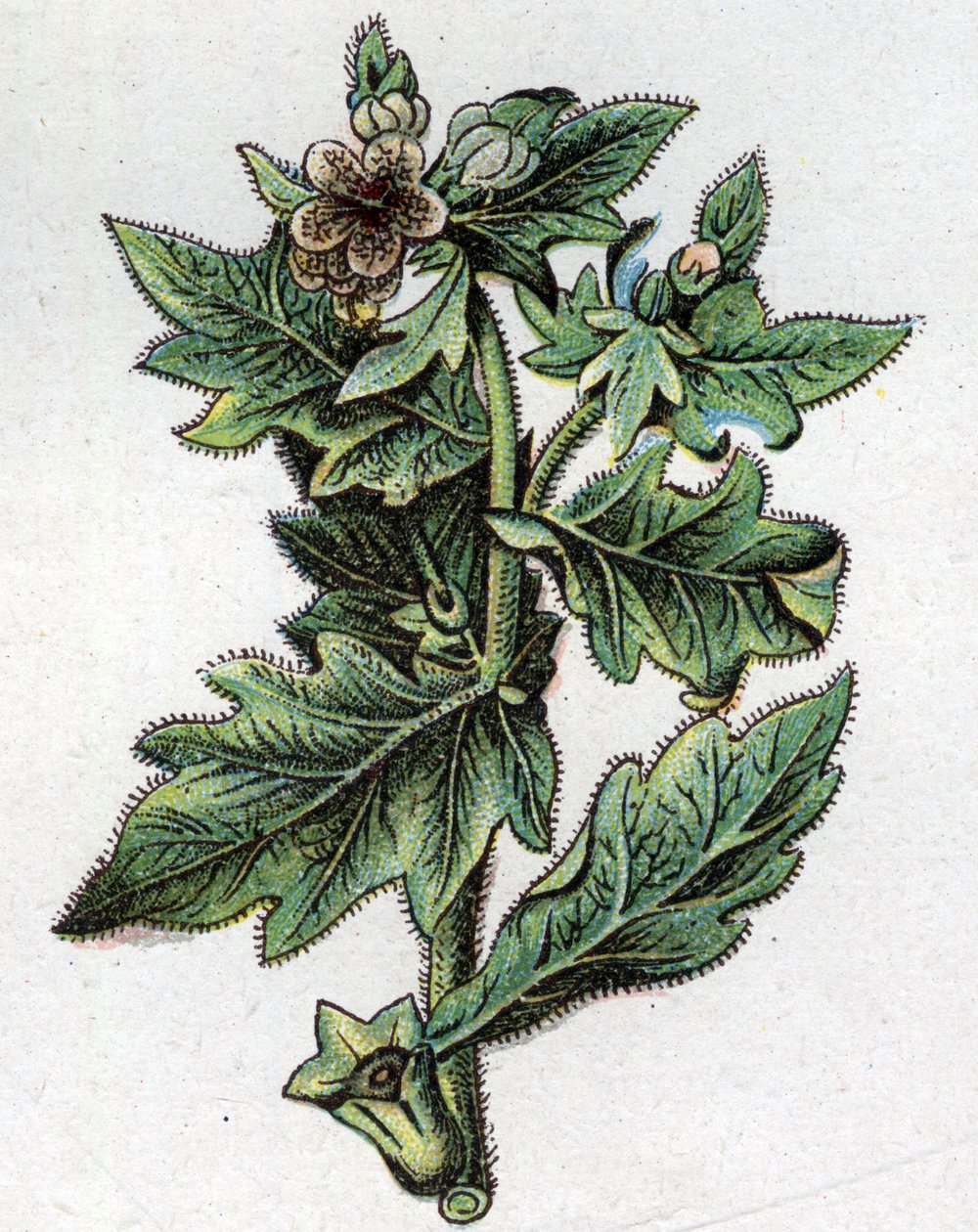 Giftige botanische Pflanzen: bis zu. Gravur in „Die natürliche Medikation“ von Friedrich Eduard Bilz (1842-1922) von Unknown artist