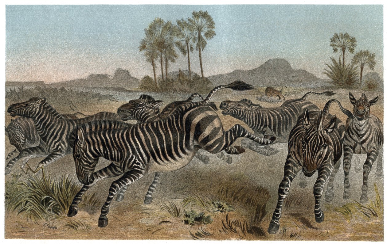 Zebra - Zebras - Afrikanische Equiden (Pferdefamilie) - Gravur aus „Brehms Tierleben“ von Alfred Edmund Brehm (1829-1884) von Unknown artist
