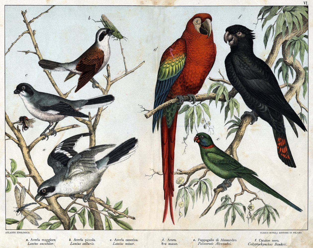 a: Raubwürger (Lanius excubitor), b: Neuntöter (Lanius collurio), c: Rotbrustwürger (Lanius linor), d: Roter Ara (Ara macao), e: Alexandersittich (Palaeornis Alexandria), f: Banks-Kakadu (Calyptorynchus banksii) - in „Naturgeschichte der von Unknown artist