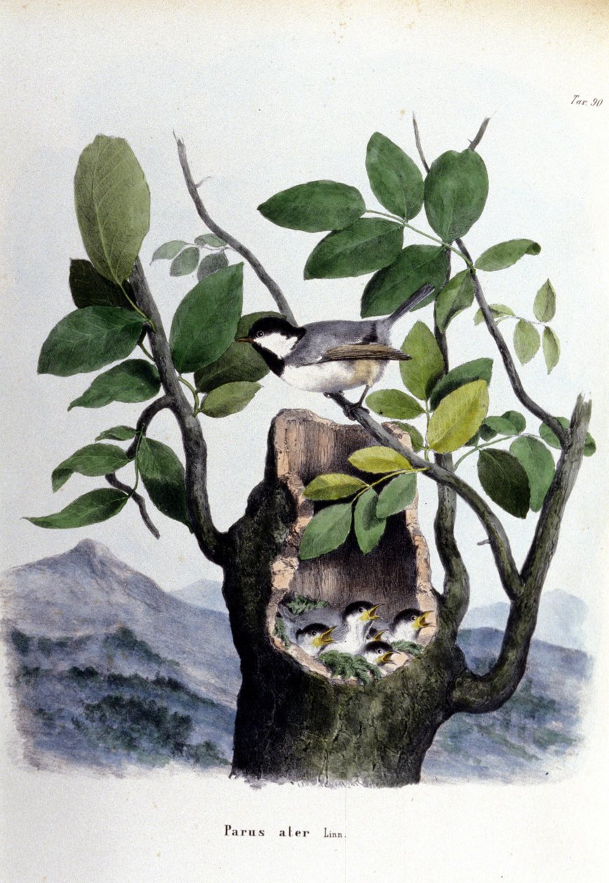 Eine Tafel, die einen gewöhnlichen Vogel (oder Spatz) in der Nähe seines Nestes darstellt. von Unknown artist