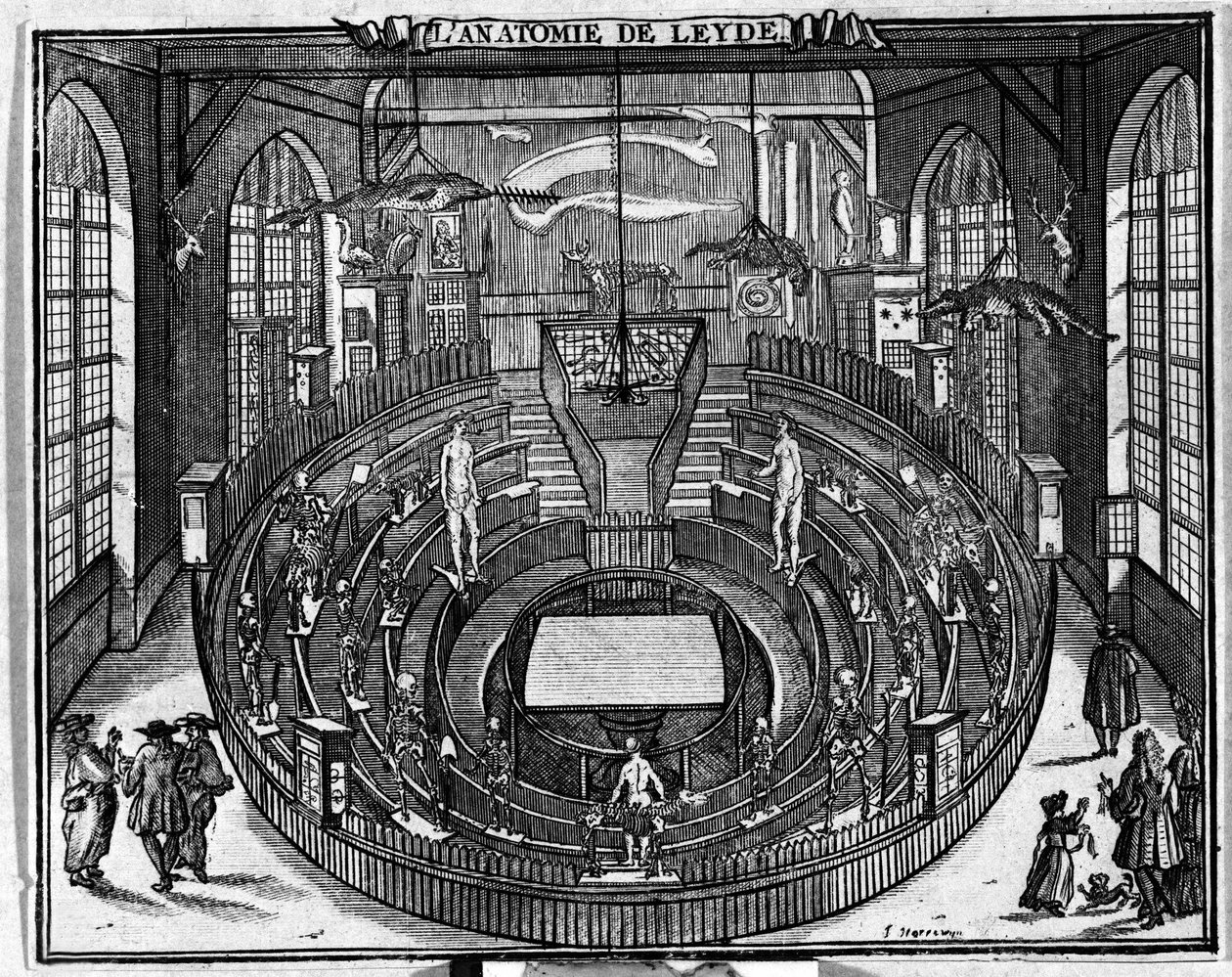 Anatomisches Theater der Universität Leiden, Ende des 17. Jahrhunderts. von Unknown artist
