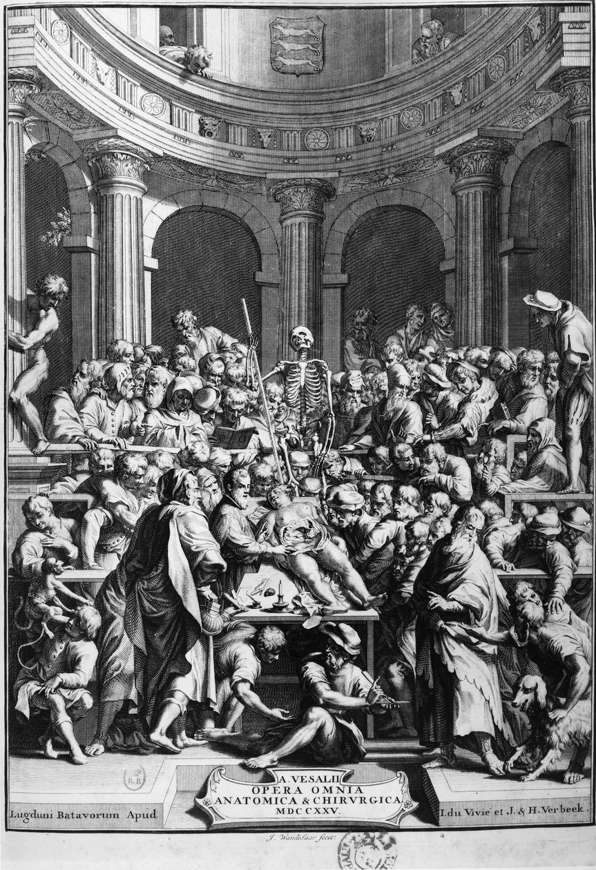 André Vésale (1514-1564), Begründer der modernen Anatomie, Lehrer der Anatomie und Chirurgie (Latein: Andrea Vesalius, Niederländisch: Andries Van Wesel) von Unknown artist