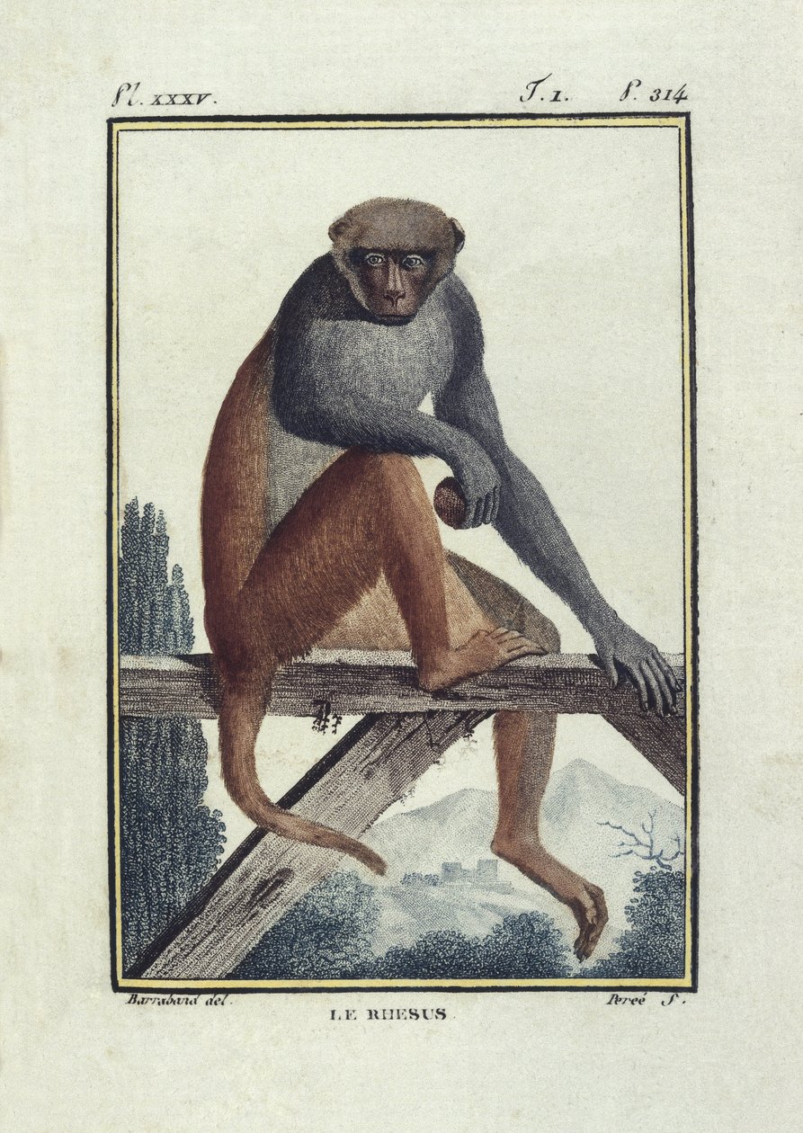 BUFON, Georges-Louis Leclerc, Graf von (1707-1788). Rhesusaffen (Rhesus). Illustration der Histoire naturelle, generale et particular von Unknown artist