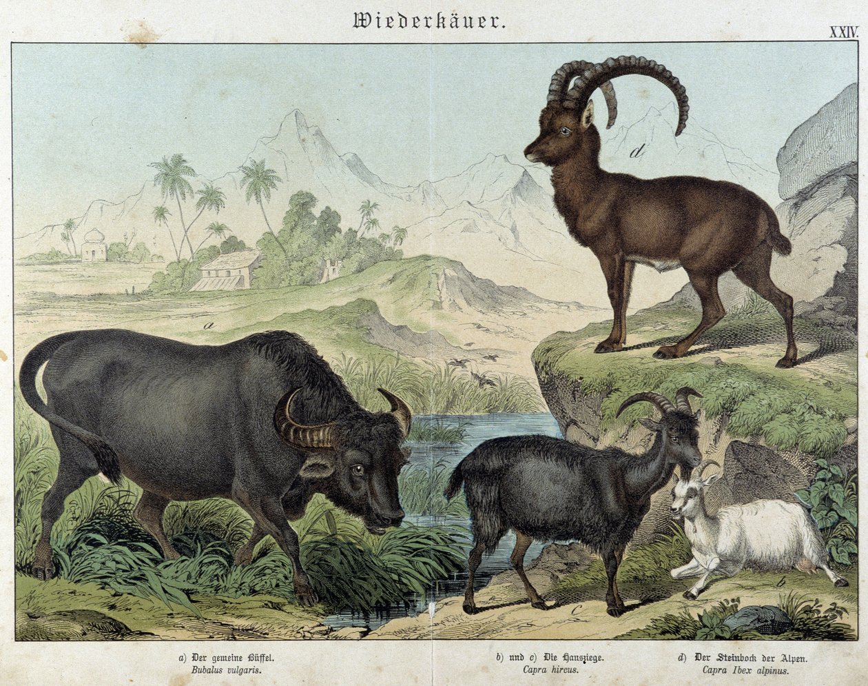 Büffel, Ziege, Ziege und Steinbock - in „Natural histories of mammals“, ed. Schreiber von Unknown artist