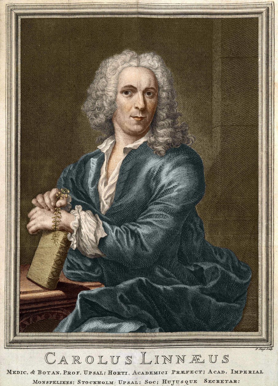 Carl von Linné, schwedischer Naturforscher und Schriftsteller (1707 - 1778) von Unknown artist