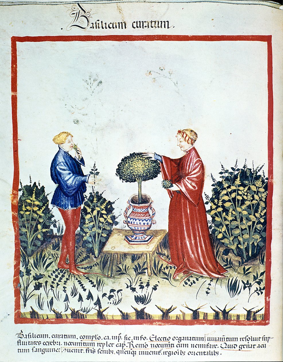 Basilikum sammeln. Illumination aus dem Handel mit Medizin und Diätetik „Tacuinum sanitatis“ nach dem Handel mit Medizin „Kitabtaqwim as-sihha“ von Ibn Butlan von Unknown artist