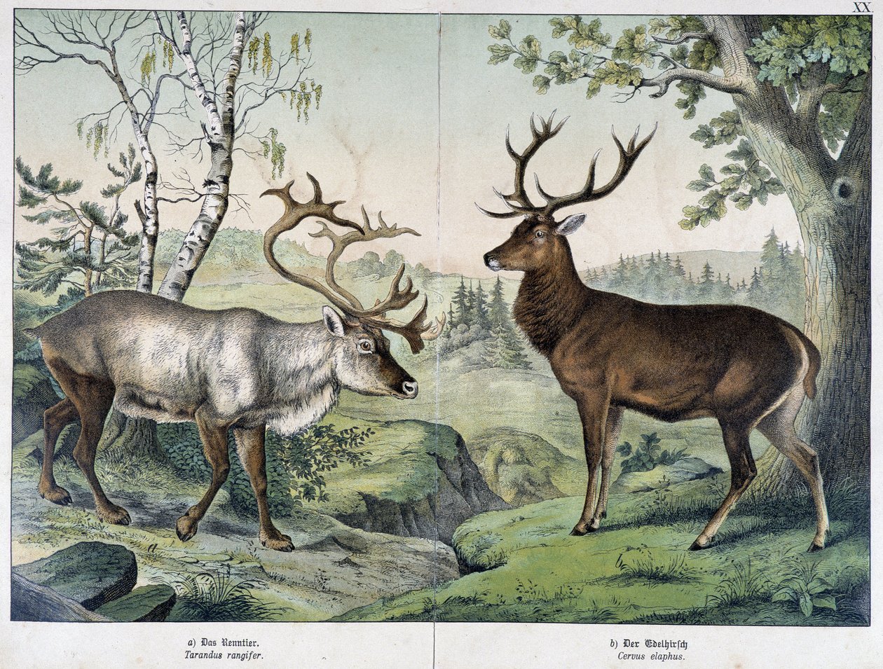 Hirsche - in „Natural History of Mammals“, ed. Schreiber von Unknown artist
