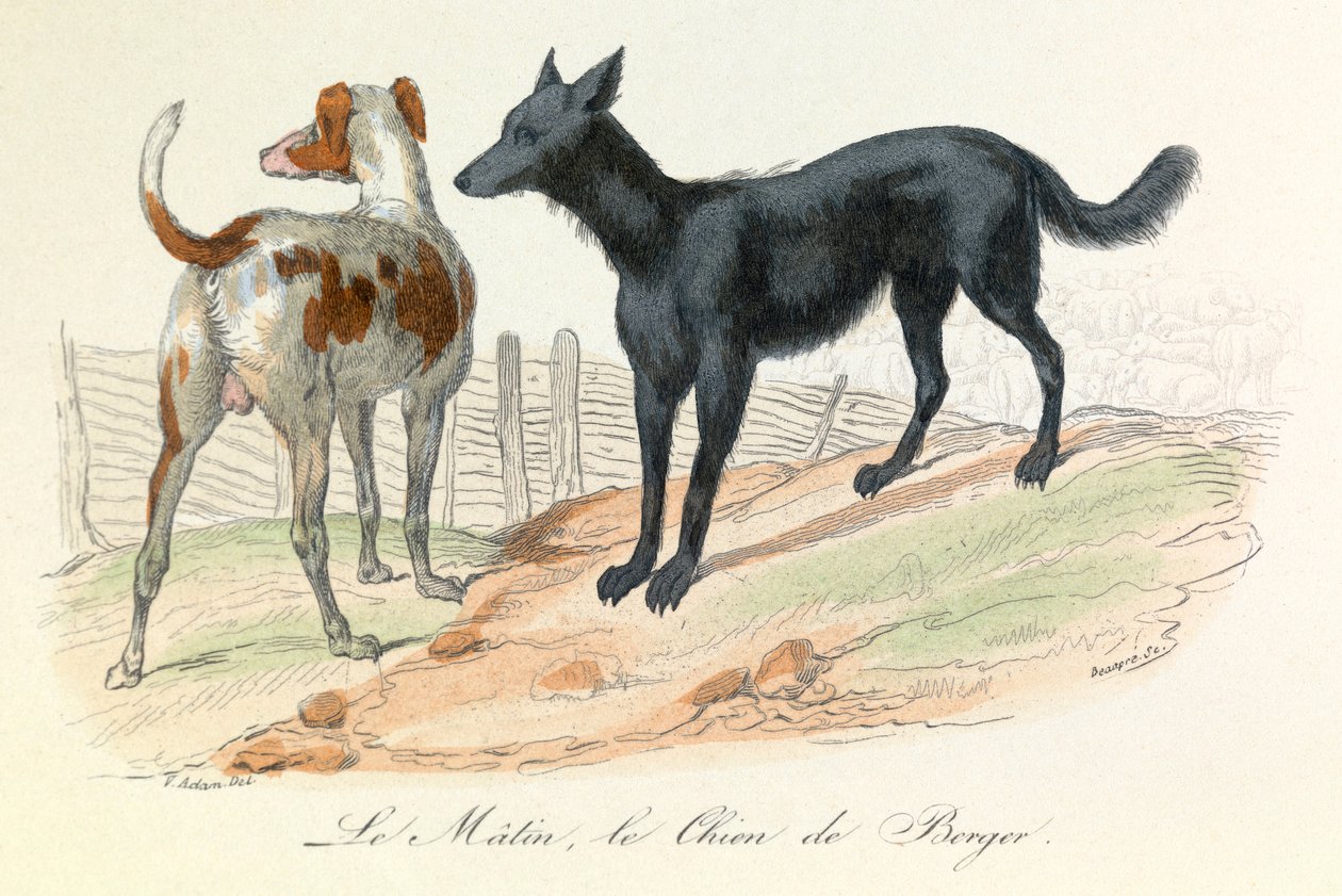 Hund und Matin, zwei Tiere klassifiziert von Linné und Cuvier (Gravur) von Unknown artist