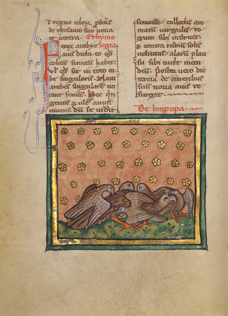 Fünf Vögel (Wiedehopf) rupfen die Federn eines anderen Vogels von Unknown artist