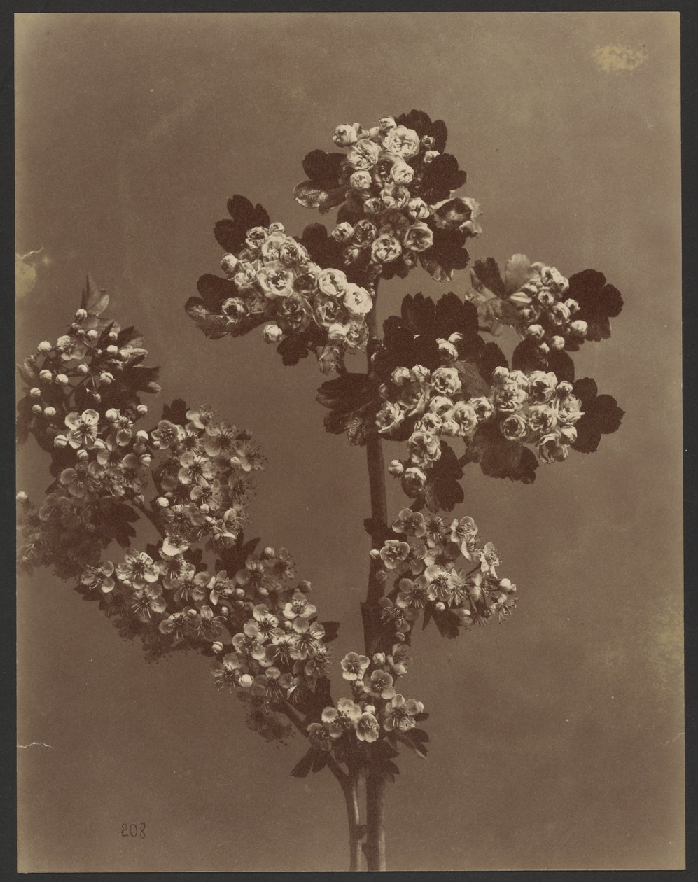 [Blumenstudie mit mehreren Blumensträußen] von Unknown artist