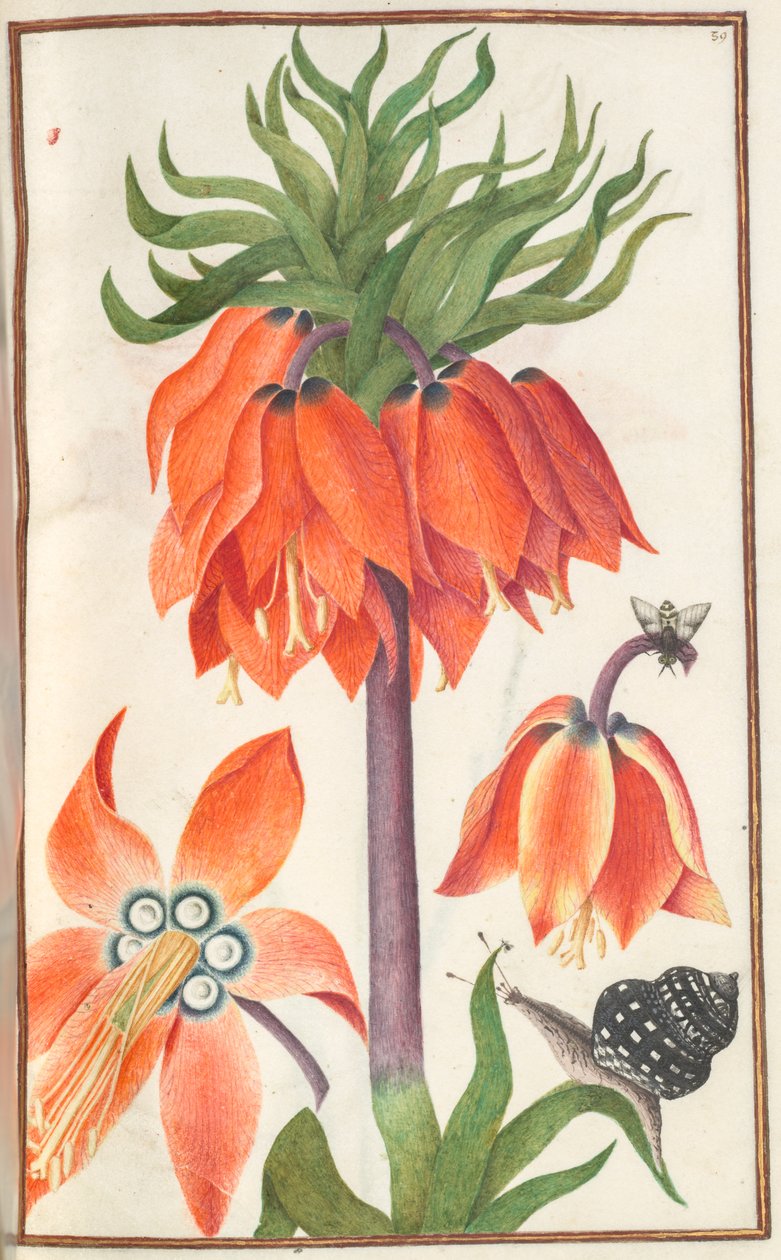 Florilegium: Orange Kaiserkrone (Seite 19 recto) von Unknown artist