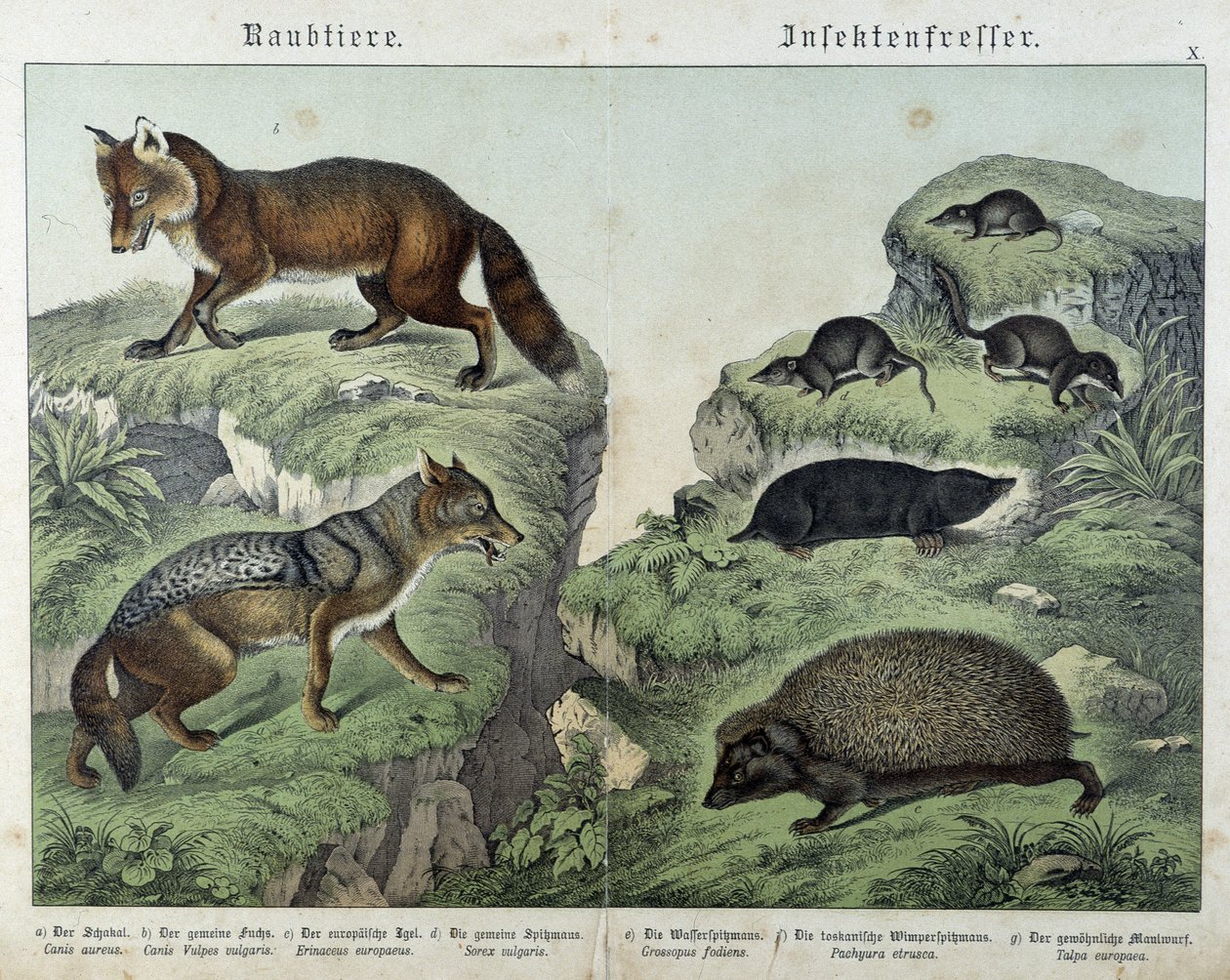 Fuchs, Silberfuchs, Spitzmäuse, Maulwurf und Igel - in „Natural histories of mammals“, ed. Schreiber von Unknown artist