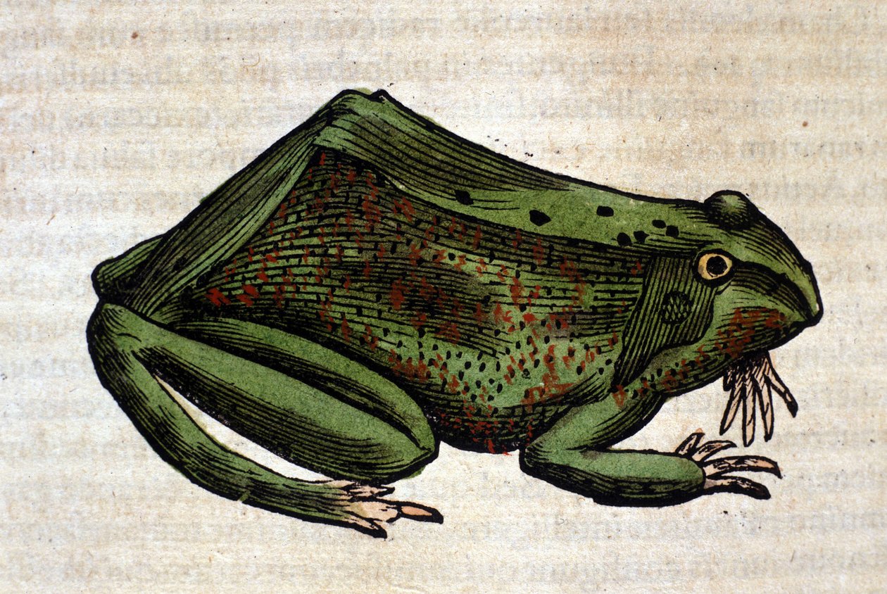 Frosch aus der Historia Animalium von Conrad Gesner, Tiguri 1560. Biblioteca Nazionale Braidense, Mailand von Unknown artist