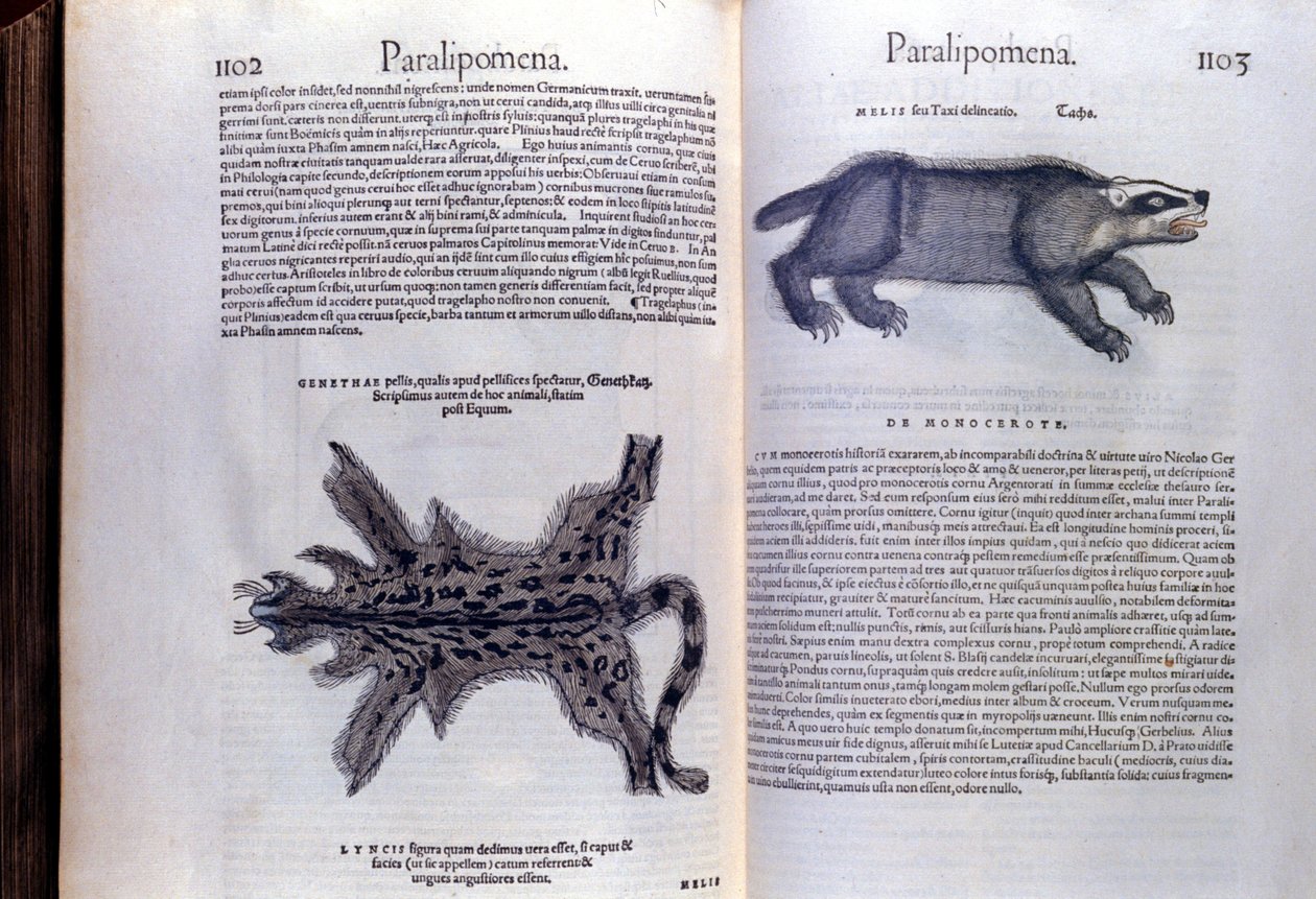 Pelztiere - in Historia Animalium von Conrad Gesner (1516-1565), Tiguri von Unknown artist
