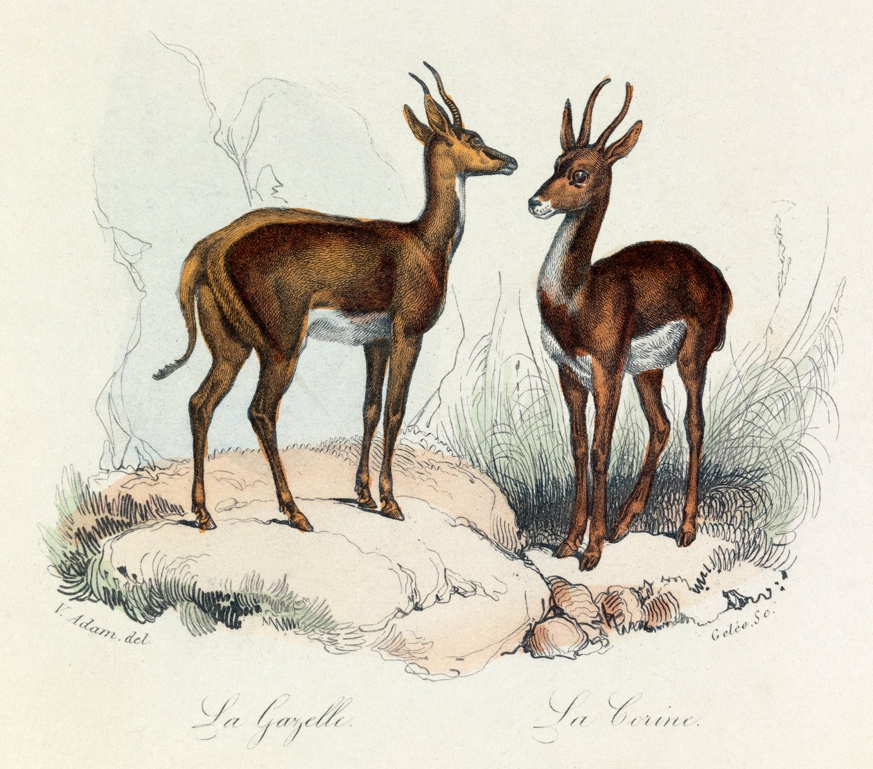 Illustration aus dem Buch "Gesammelte Werke von Buffon": Die Vierfüßler: Die Gazelle und die Corine (Gravur) von Unknown artist