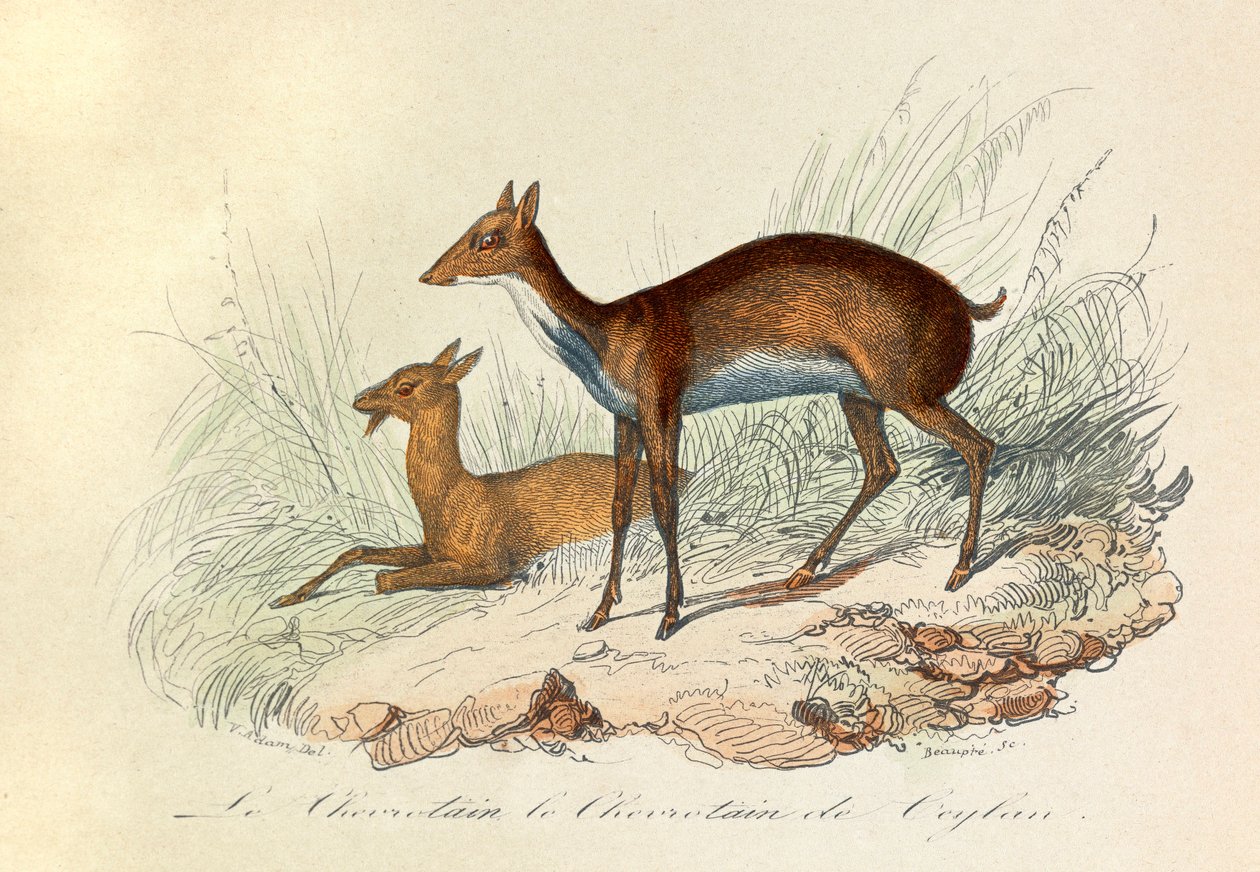 Illustration aus dem Buch "Gesammelte Werke von Buffon": Die Vierfüßler: Der Hirschferkel und der Hirschferkel von Ceylon (Gravur) von Unknown artist
