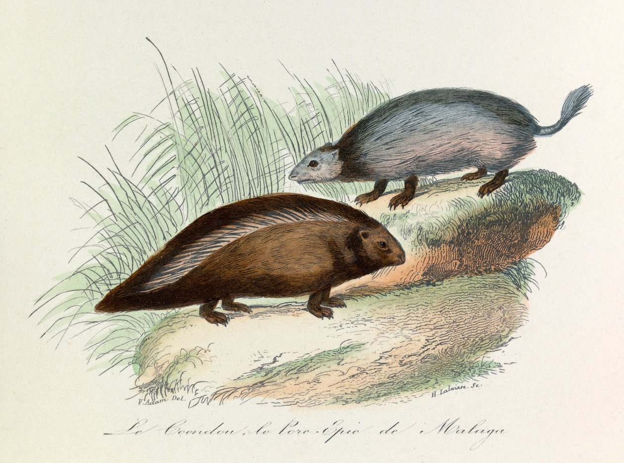 Illustration aus dem Buch "Gesammelte Werke von Buffon": Die Vierfüßler: Der Coendou und das Stachelschwein von Malaga von Unknown artist