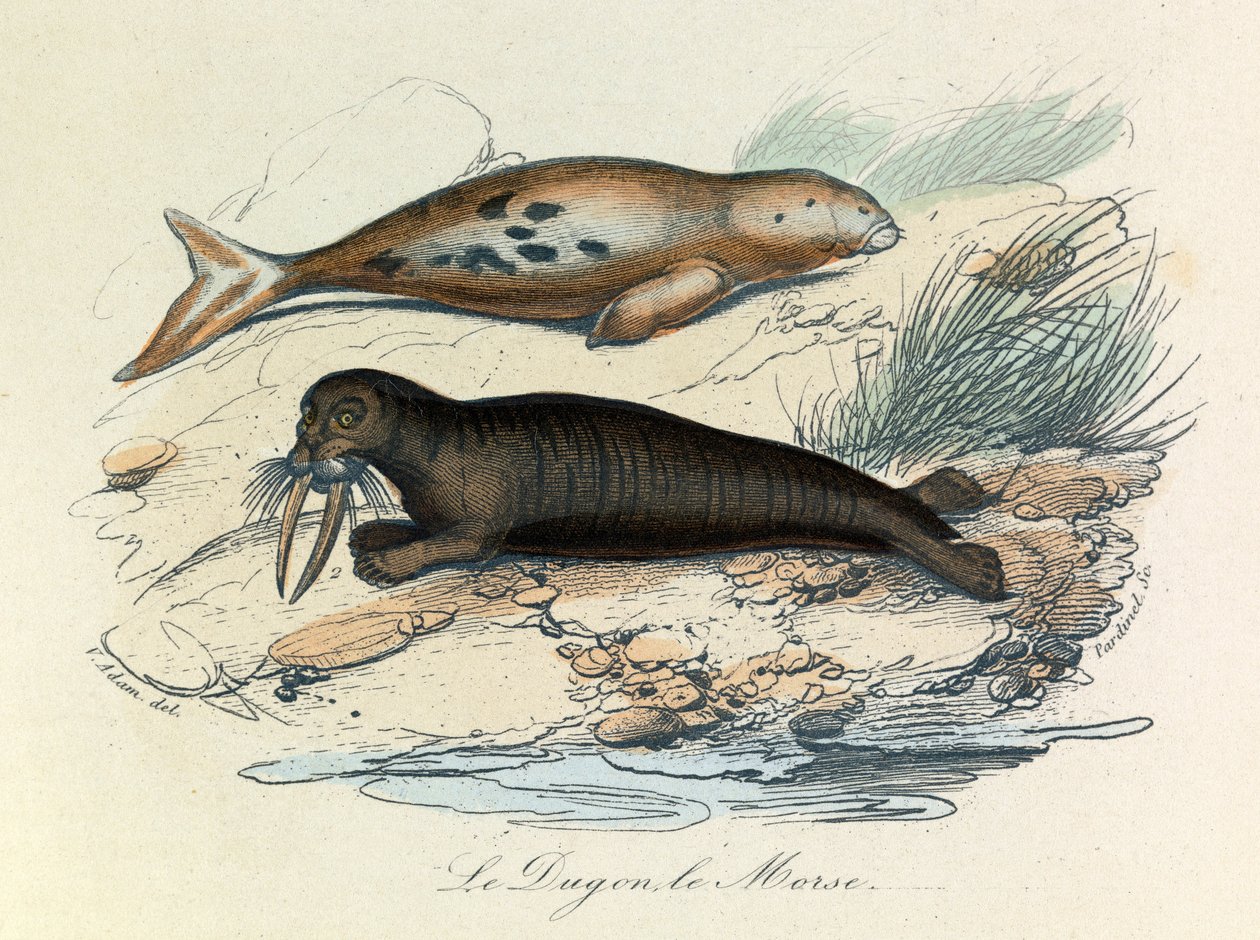 Illustration aus dem Buch "Gesammelte Werke von Buffon": Les Quadrupedes: Le dugon et le walrus (Gravur) von Unknown artist