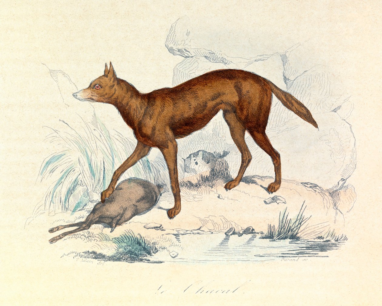 Illustration aus dem Buch "Gesammelte Werke von Buffon": Die Vierfüßler: Der Schakal von Unknown artist