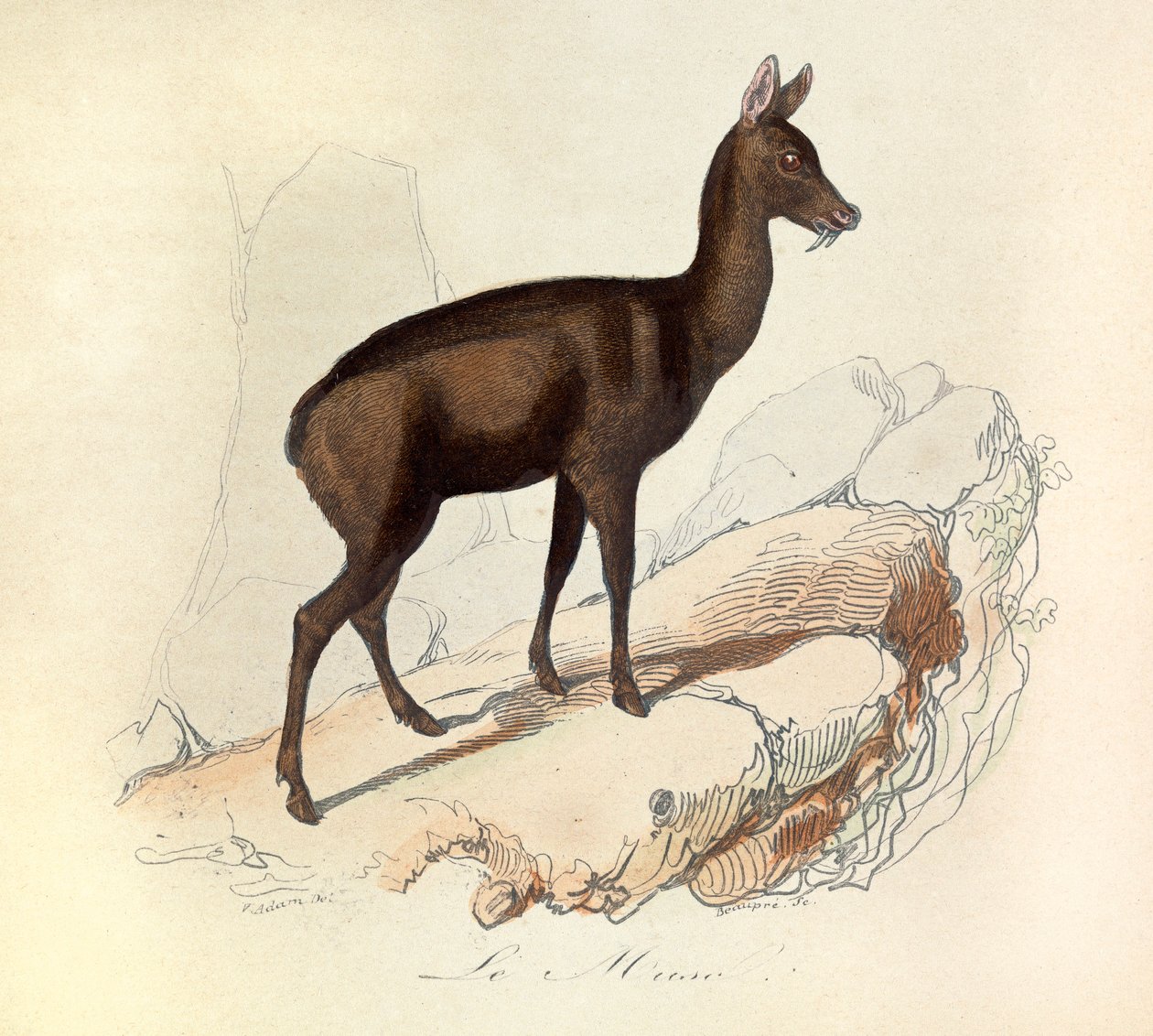 Illustration aus dem Buch "Gesammelte Werke von Buffon": Die Vierfüßler: Der Moschus von Unknown artist