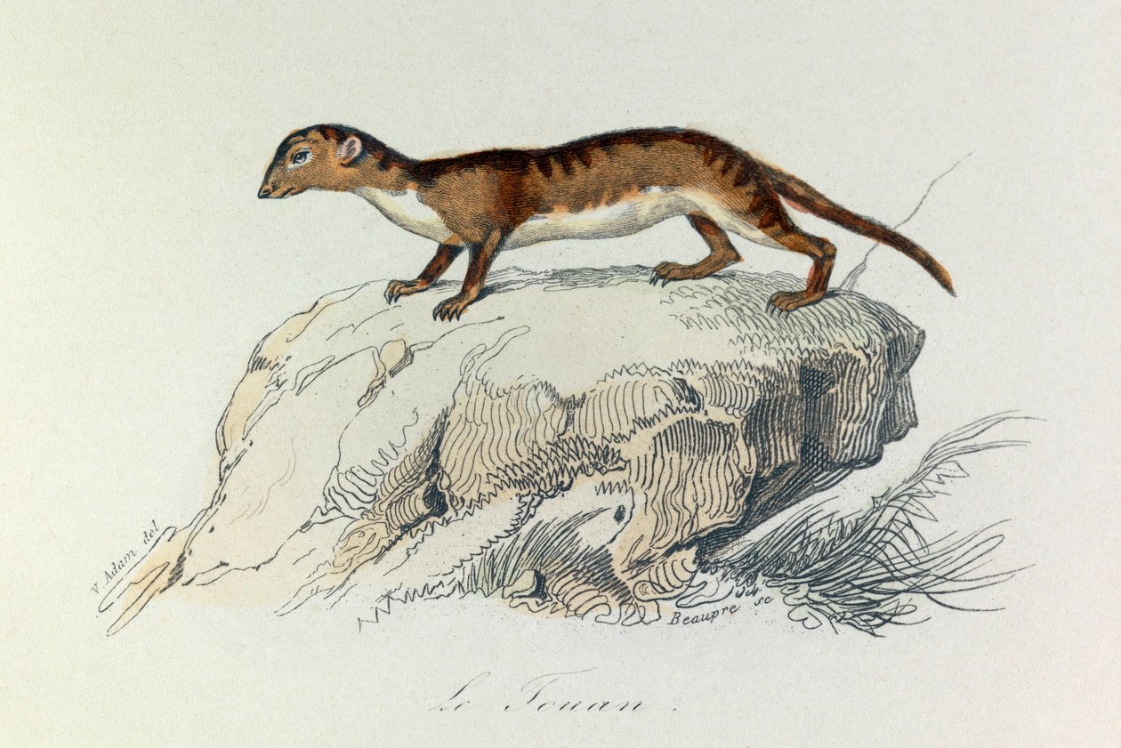 Illustration aus dem Buch "Gesammelte Werke von Buffon": Les Quadrupedes: Le touan (Gravur) von Unknown artist