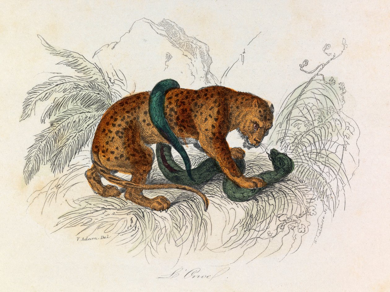 Illustration aus dem Buch "Gesammelte Werke von Buffon": Die Vierfüßler: Der Ozelot (Gravur) von Unknown artist