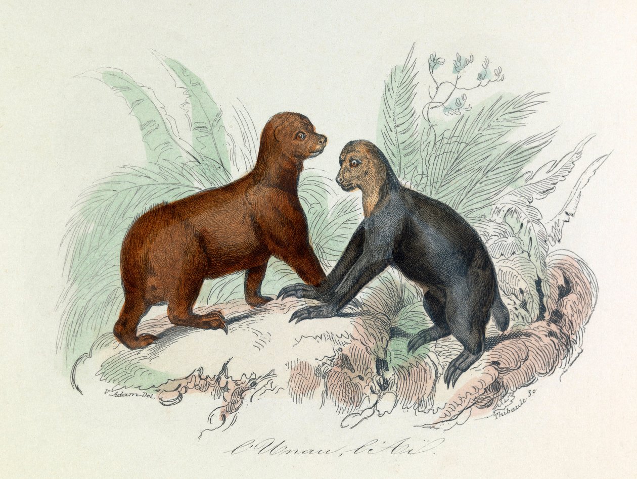 Illustration aus dem Buch "Gesammelte Werke von Buffon": Die Vierfüßler: Das Faultier und das Ai (Gravur) von Unknown artist