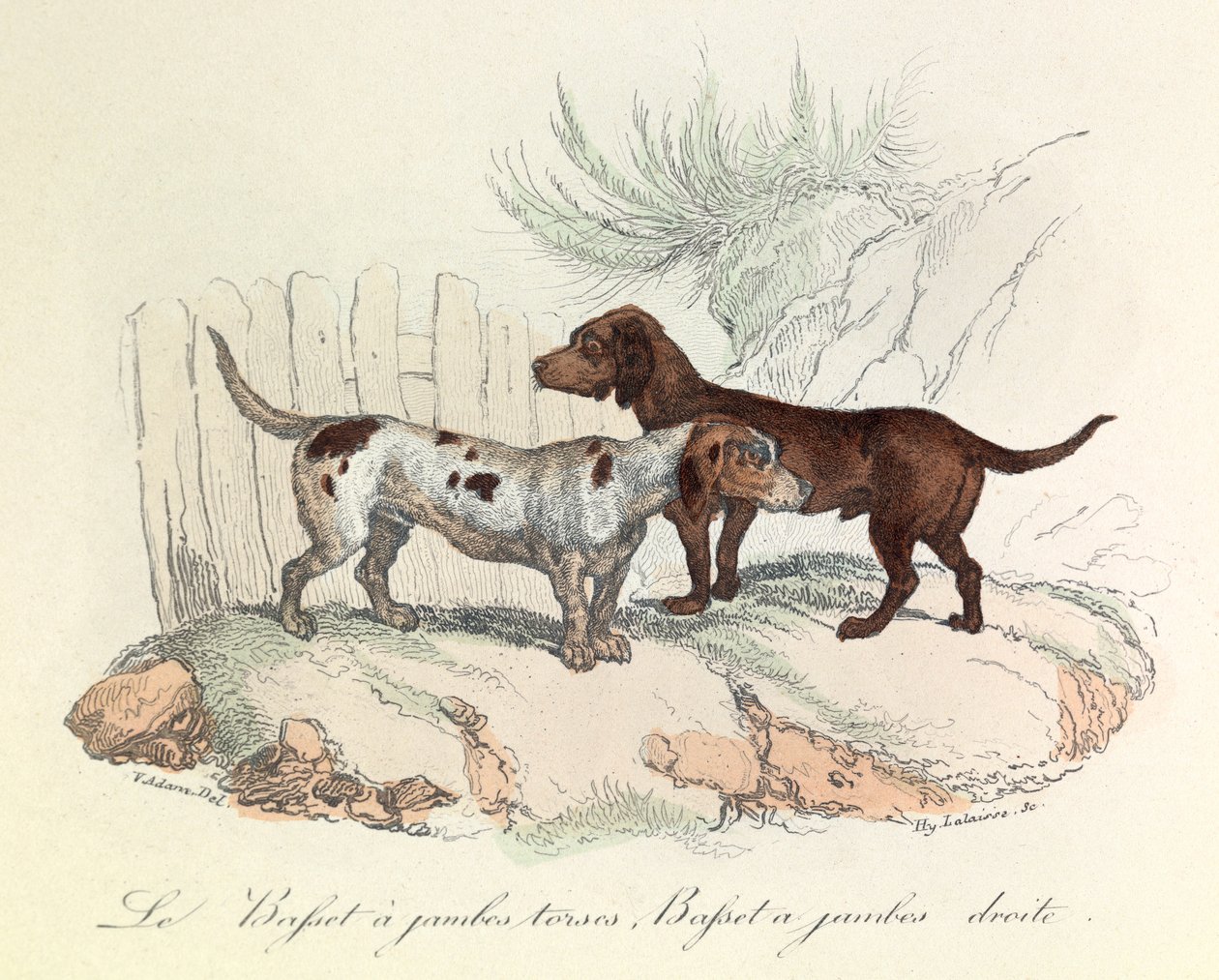 Illustration aus dem Buch "Gesammelte Werke von Buffon": Die Tiere: Der Basset mit krummen Beinen und der Basset mit geraden Beinen von Unknown artist