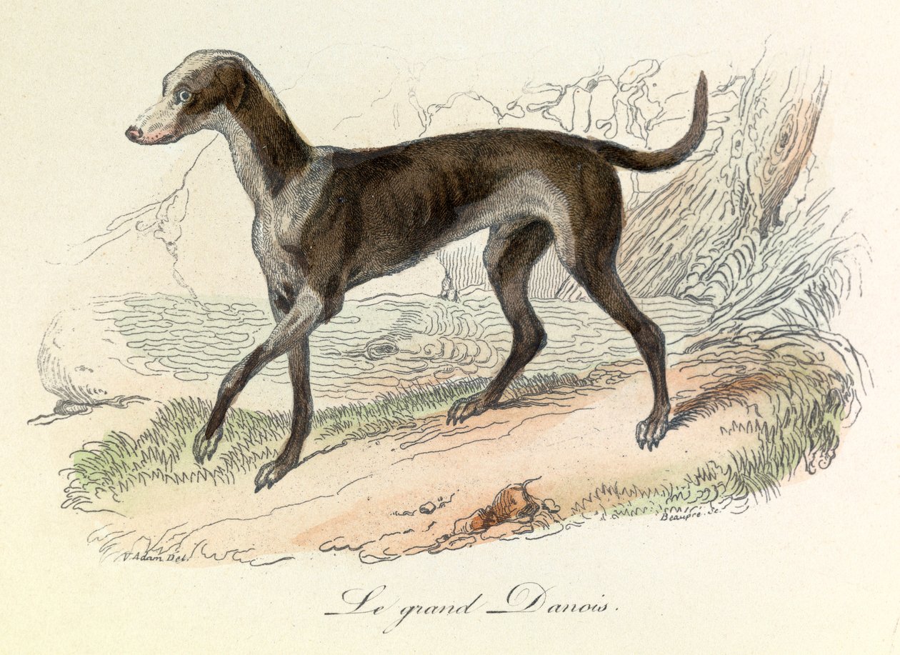 Illustration aus dem Buch "Gesammelte Werke von Buffon": Die Tiere: Der Große Däne von Unknown artist
